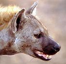 Hyenas Image-large